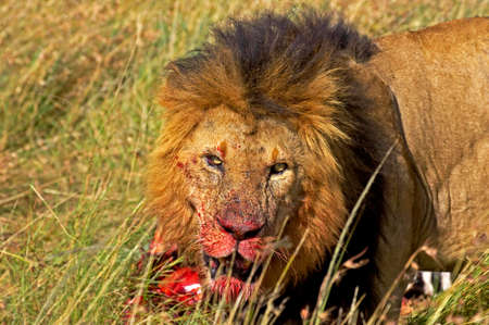 African Lion, panthera leo, Male with a Kill, a Carcass of Zebra, Masai Mara park in Kenyaの写真素材