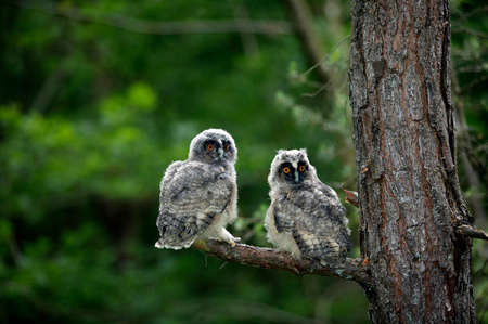 Long-Eared Owl, asio otus, Youngs standing on Branch, Normandy