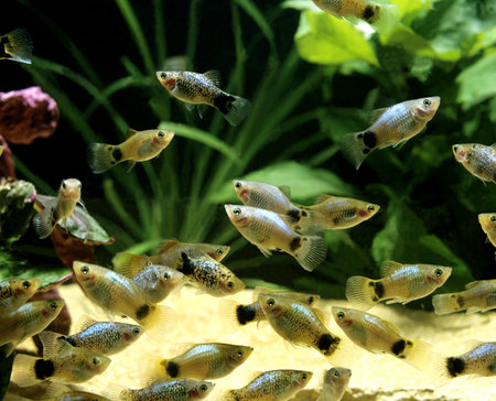 Parrot Platy, xiphophorus variatusの写真素材