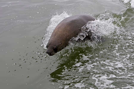 South African Fur Seal, arctocephalus pusillus, Cape Cross in Namibiaの写真素材