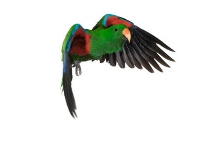 Eclectus Parrot, eclectus roratus, Male in Flight against White Backgroundの写真素材