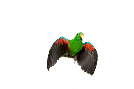 Eclectus Parrot, eclectus roratus, Male in Flight against White Backgroundの写真素材