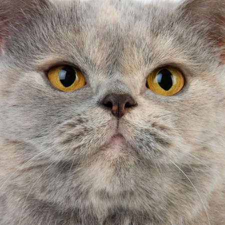 Blue Cream British Shorthair Domestic Cat, Portrait of Femaleの写真素材