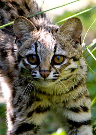 Tiger Cat or Oncilla, leopardus tigrinus, Portrait of Adult