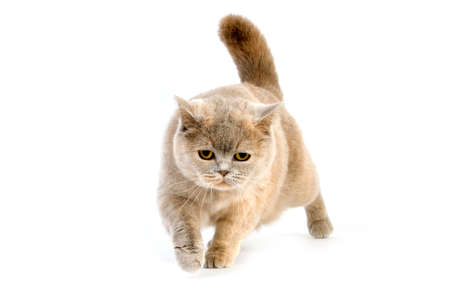Lilac Cream British Shorthair Domestic Cat, Female against White Backgroundの写真素材