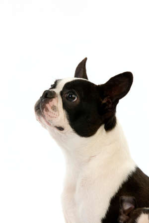 Boston Terrier Dog, Portrait of Adult against White Backgroundの写真素材