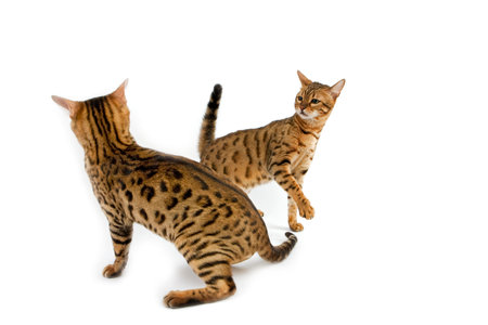 Brown Spotted Tabby Bengal Domestic Cat, Adults in Defensinve posture against White Backgroundの写真素材