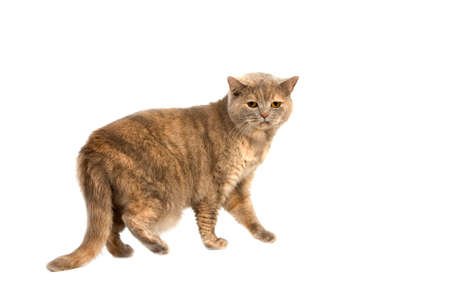 Lilac Cream British Shorthair Domestic Cat, Female standing against White Backgroundの写真素材