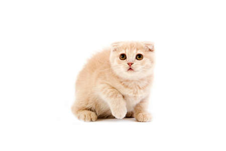 Cream Scottish Fold Domestic Cat, 2 Months Old Kitten against White Backgroundの写真素材