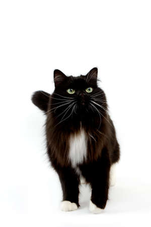Black and White Siberian Domestic Cat, Female against White Backgroundの写真素材