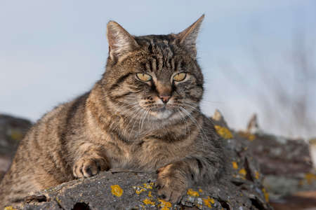 Brown Tabby Domestic Cat, Female standing on Stack of Wood, Normandyの素材 [FY310187400012]