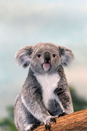 Koala, phascolarctos cinereus, Mother sitting on Branch