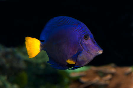 Purple Tang or Yellowtail Tang or Yellowtail Surgeonfish, zebrasoma xanthurumの写真素材
