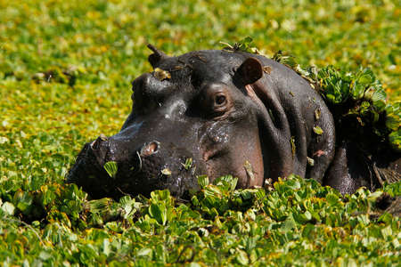 Hippopotamus, hippopotamus amphibius, Adult standing in Swamp full of Water Lettuce, Masai Mara Park...