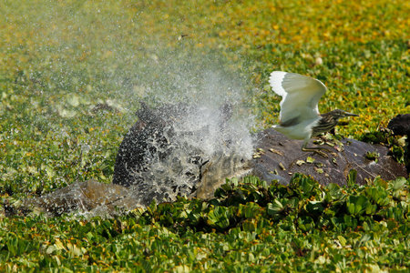 Hippopotamus, hippopotamus amphibius, Adult standing in Swamp full of Water Lettuce, Masai Mara Park in Kenyaの写真素材