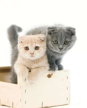 Blue Scottish Fold and Cream Scottish Fold Domestic Cat, 2 Months Old Kittens playing in Crateful against White Backgroundの写真素材