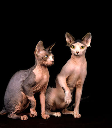 Sphynx Domestic Cat, Adults sitting against Black Backgroundの写真素材