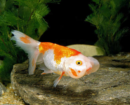 Bubble Eye Goldfish, carassius auratusの写真素材