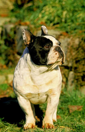 FRENCH BULLDOG, ADULT STANDING ON GRASSの写真素材