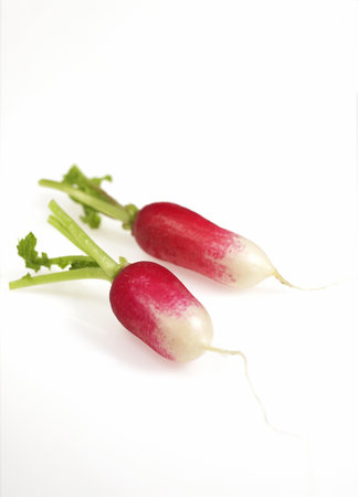 Pink Radish, raphanus sativus, Vegetable against White Backgroundの写真素材