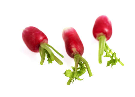 PINK RADISH raphanus sativus AGAINST WITH BACKGROUND
