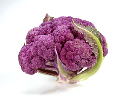 PURPLE CAULIFLOWER brassica oleracea AGAINST WHITE BACKGROUNDの写真素材