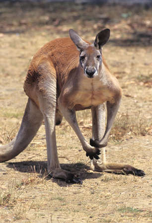 Red Kangaroo, macropus rufus, Australia
