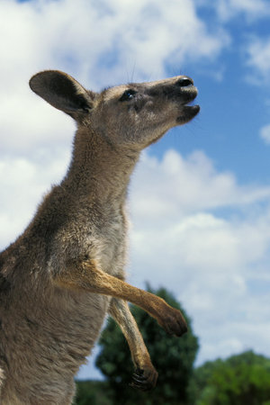 Eastern Grey Kangaroo, macropus giganteus, Adult calling, Australia
