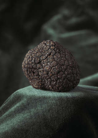 Perigord Truffle, tuber melanosporum, Mushrooms at Lalbenque Market, Lot in the South West of Franceの写真素材