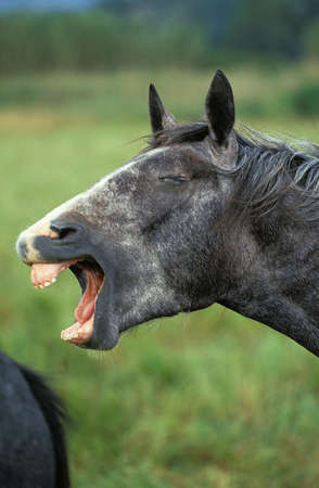 LIPIZZAN HORSE, ADULT NEIGHINGの写真素材