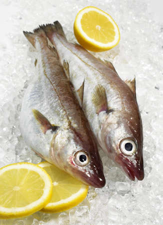 Whiting, merlangius merlangus, Fresh Fishes and Lemon on Ice