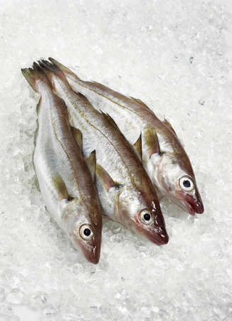Fresh Whiting, merlangius merlangus, Fishes on Iceの写真素材