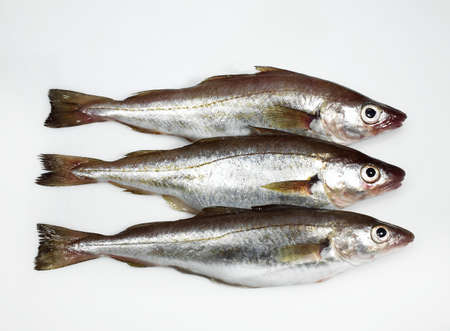 Whiting, merlangius merlangus, Fresh Fishes against White Backgroundの写真素材