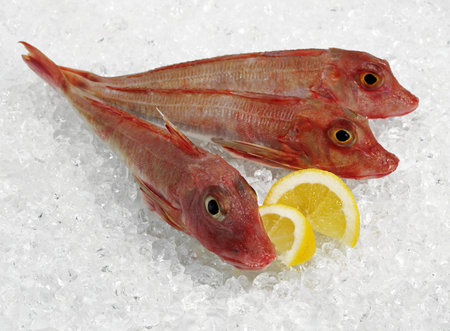 Red Gurnard, trigla cuculus, Fishes on Ice with Yellow Lemonの写真素材
