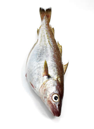 Whiting, merlangius merlangus, Fresh Fish against White Backgroundの写真素材