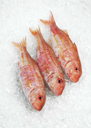 Red Mullet, mullus surmuletus, Fresh fishes on Ice