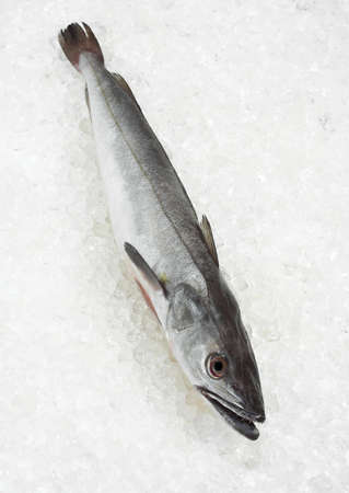 FRESH HAKE ON ICEの写真素材