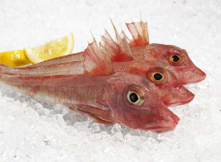 Gurnard, trigla cuculus, Fresh Fishes with Lemon on Iceの写真素材