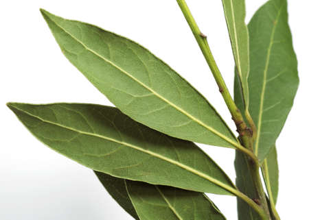 Sweet Bay or Bay Laurel, laurus nobilis, Leaves against White Background