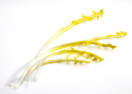 French Chicory Called Barbe de Capucin, cichorium intybus, Salad against White Background