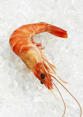 FRESH PRAWN ON ICEの写真素材