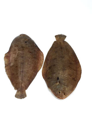 Fresh Sole, solea solea against White Background