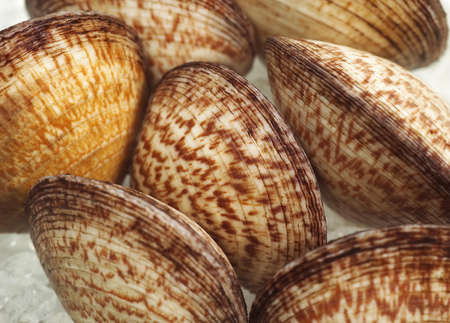 DOG COCKLE SHELL glycymeris glycymeris ON ICEの写真素材