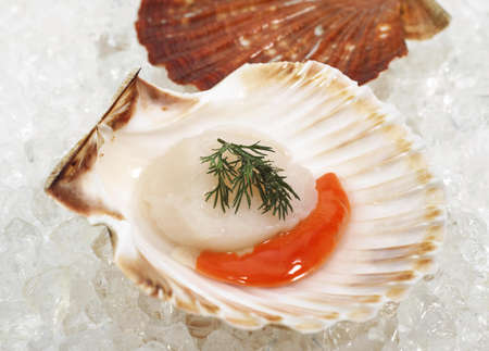 Fresh Scallops and Dill, pecten maximus on Iceの写真素材