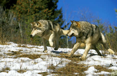 NORTH AMERICAN GREY WOLF canis lupus occidentalis, PAIR RUNNING ON SNOW, CANADA