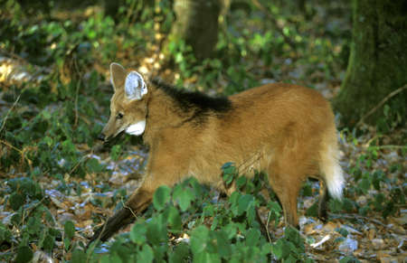 Maned Wolf, chrysocyon brachyurus, Adult