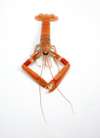 Dublin Bay Prawn or Norway Lobster or Scampi, nephrops norvegicus against White Background
