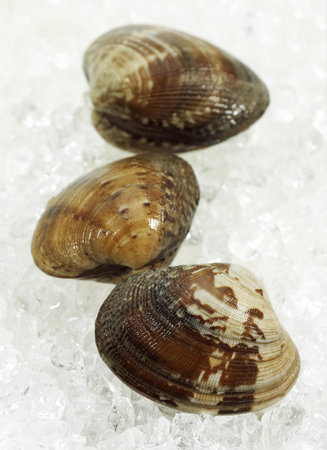 Clams, venerupis sp, Fresh Shells on Ice