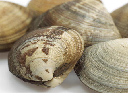 CLAMS venerupis sp AGAINST WHITE BACKGROUNDの写真素材