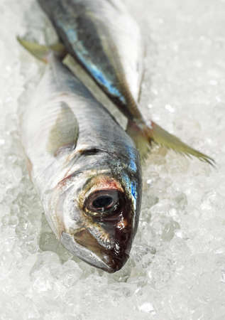 FRESH HORSE MACKEREL ON ICEの写真素材